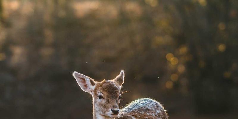 边缘革命：揭秘MEC如何通过网络协同重塑超低延迟与流量新范式
